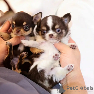 Zdjęcie №2 do zapowiedźy № 167173 na sprzedaż  pies nierasowy - wkupić się USA hodowca