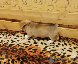 Zdjęcie №3. Corgi. Federacja Rosyjska