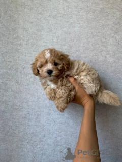 Dodatkowe zdjęcia: Maltipoo f1 min, dostawa, targowanie się, maltipoo f1