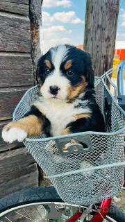 Zdjęcie №1. berneński pies pasterski - na sprzedaż w Dovilai | negocjowane | Zapowiedź №159872