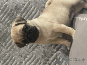 Zdjęcie №2 do zapowiedźy № 155110 na sprzedaż  mops - wkupić się Federacja Rosyjska 