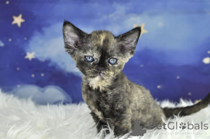 Zdjęcie №2 do zapowiedźy № 166615 na sprzedaż  devon rex - wkupić się Belgia prywatne ogłoszenie, hodowca