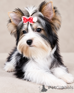 Zdjęcie №2 do zapowiedźy № 176368 na sprzedaż  yorkshire terrier biewer - wkupić się Turcja hodowca