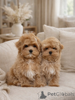 Zdjęcie №1. maltipu - na sprzedaż w Monachium | negocjowane | Zapowiedź №165533