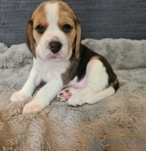 Zdjęcie №1. beagle (rasa psa) - na sprzedaż w Wilno | negocjowane | Zapowiedź №94422