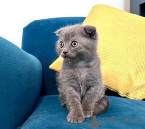 Zdjęcie №2 do zapowiedźy № 173960 na sprzedaż  scottish fold - wkupić się USA 