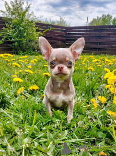 Dodatkowe zdjęcia: Samiec Chihuahua jest otwarty na krycie.