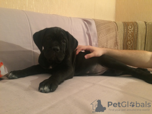 Zdjęcie №1. cane corso - na sprzedaż w Petersburg | negocjowane | Zapowiedź №8581