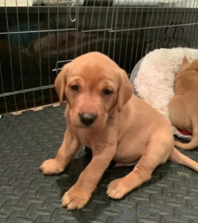 Zdjęcie №2 do zapowiedźy № 158896 na sprzedaż  labradoodle - wkupić się Filipiny prywatne ogłoszenie