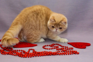 Zdjęcie №2 do zapowiedźy № 3963 na sprzedaż  kot egzotyczny - wkupić się Federacja Rosyjska od żłobka