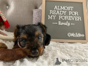 Zdjęcie №4. Sprzedam yorkshire terrier w Meljine. prywatne ogłoszenie, ze schronu - cena - 3588zł