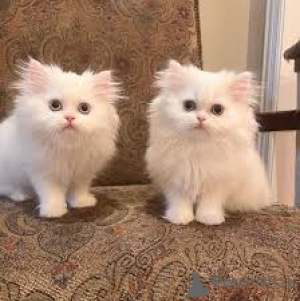 Zdjęcie №1. perskie - na sprzedaż w Bruksela | 2392zł | Zapowiedź № 165819