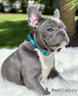 Zdjęcie №1. buldog francuski - na sprzedaż w Berlin | negocjowane | Zapowiedź №154944