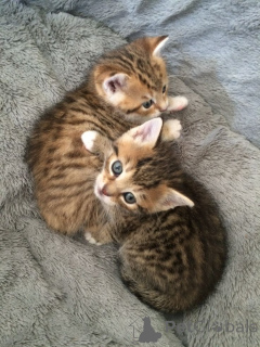 Zdjęcie №2 do zapowiedźy № 157793 na sprzedaż  ceylon cat - wkupić się Niemcy ze schronu, hodowca