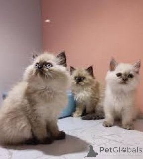 Zdjęcie №1. himalayan (rasa kota) - na sprzedaż w Paryż | 2392zł | Zapowiedź № 165517