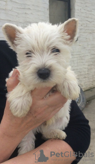 Zdjęcie №2 do zapowiedźy № 96958 na sprzedaż  west highland white terrier - wkupić się Finlandia prywatne ogłoszenie