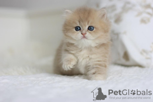 Zdjęcie №4. Sprzedam kot brytyjski długowłosy w Nowosybirsk. od żłobka - cena - negocjowane