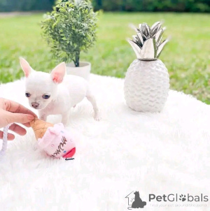 Zdjęcie №4. Sprzedam chihuahua (rasa psów) w Borovlyany. prywatne ogłoszenie, hodowca - cena - 2153zł