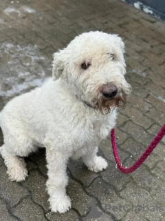 Zdjęcie №3. Kobieta psów towarzyszących Golden Doodle. Niemcy