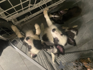 Zdjęcie №2 do zapowiedźy № 135612 na sprzedaż  border collie - wkupić się Niemcy prywatne ogłoszenie, hodowca