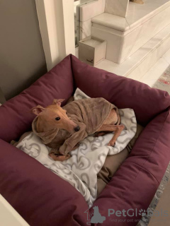 Zdjęcie №3. Charcik włoski ault chłopiec. Grecja