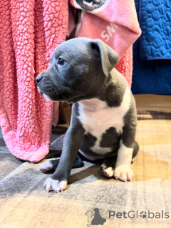 Zdjęcie №3. Urocze Staffordshire Bull Terrier Inteligentne i kochające. Niemcy