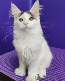 Zdjęcie №1. maine coon - na sprzedaż w Varmaland | negocjowane | Zapowiedź № 156251