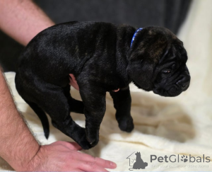 Zdjęcie №4. Sprzedam akita (rasa psa) w Bregenz.  - cena - 1622zł