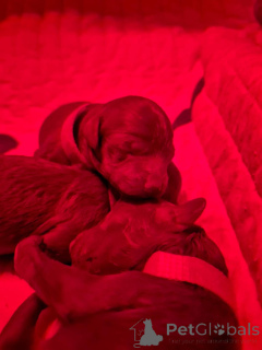 Zdjęcie №2 do zapowiedźy № 141729 na sprzedaż  pudel (krasnolud), pudel (zabawka) - wkupić się Belgia prywatne ogłoszenie, hodowca