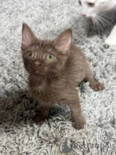 Zdjęcie №3. Chatons Havana Brown do sprzedaży. Belgia