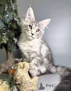 Zdjęcie №2 do zapowiedźy № 163665 na sprzedaż  maine coon - wkupić się Niemcy hodowca