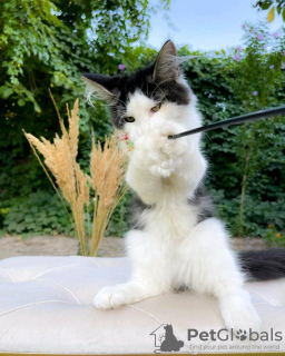 Zdjęcie №2 do zapowiedźy № 133052 na sprzedaż  maine coon - wkupić się USA prywatne ogłoszenie