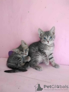 Dodatkowe zdjęcia: Kocięta Almazik i Topazik szukają domu!