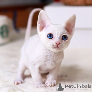 Zdjęcie №1. devon rex - na sprzedaż w Lille | negocjowane | Zapowiedź № 158646