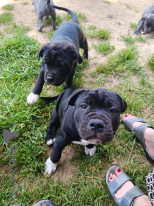 Zdjęcie №4. Sprzedam staffordshire bull terrier w Genewa. prywatne ogłoszenie - cena - negocjowane