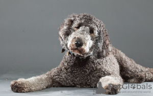 Zdjęcie №3. Tolle Labradoodle-Welpen stehen zur Adoption zur Verfügung. Niemcy