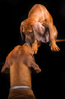 Zdjęcie №2 do zapowiedźy № 3684 na sprzedaż  rhodesian ridgeback - wkupić się Estonia hodowca