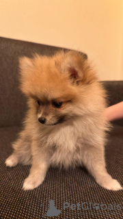 Zdjęcie №2 do zapowiedźy № 94582 na sprzedaż  szpic niemiecki - wkupić się Niemcy 