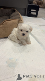 Zdjęcie №1. maltańczyk - na sprzedaż w Antwerpia | Bezpłatny | Zapowiedź №161610