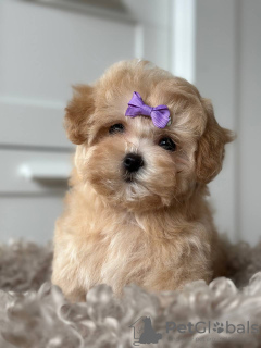 Zdjęcie №3. Maltipoo F1. Niemcy