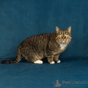 Zdjęcie №4. Sprzedam  w Москва. prywatne ogłoszenie - cena - Bezpłatny