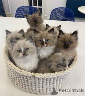 Zdjęcie №1. ragdoll - na sprzedaż w Bazylea | negocjowane | Zapowiedź № 161154