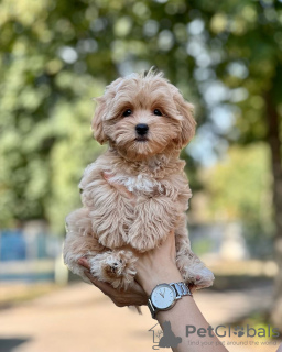 Dodatkowe zdjęcia: Szczenięta Maltipoo wychowane w domu rodzinnym