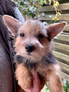 Dodatkowe zdjęcia: Norwich Terrier. Szczenięta