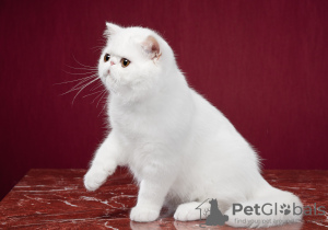 Zdjęcie №2 do zapowiedźy № 41775 na sprzedaż  kot egzotyczny - wkupić się Federacja Rosyjska hodowca