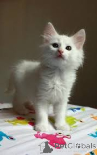 Zdjęcie №3. Chatons Angora turcs dostępne à la vente.. Belgia