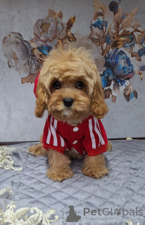 Zdjęcie №4. Sprzedam kawapu w Mińsk.  - cena - 4634zł