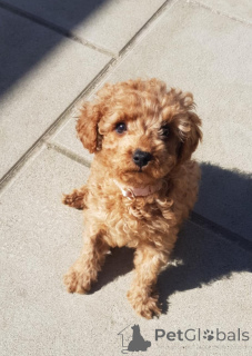 Zdjęcie №1. pies nierasowy - na sprzedaż w Zürich | 1866zł | Zapowiedź №139606