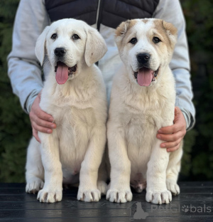 Zdjęcie №2 do zapowiedźy № 135762 na sprzedaż  owczarek środkowoazjatycki - wkupić się Serbia prywatne ogłoszenie