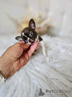 Zdjęcie №2 do zapowiedźy № 126843 na sprzedaż  chihuahua (rasa psów) - wkupić się Francja hodowca